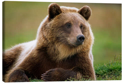 Lærredsbillede Brown bear in summer