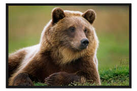 Gerahmter Kunstdruck Braunbär im Sommer