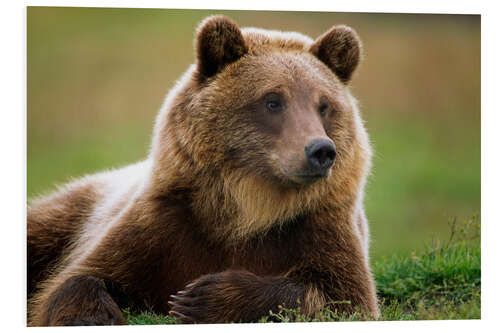 Stampa su PVC Brown bear in summer