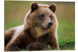 Tableau en plexi-alu Ours brun en été