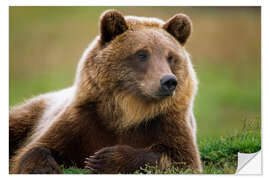 Naklejka na ścianę Brown bear in summer