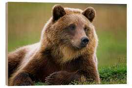 Trebilde Brown bear in summer