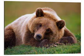 Aluminium print Lying brown bear