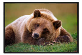 Gerahmter Kunstdruck Liegender Braunbär