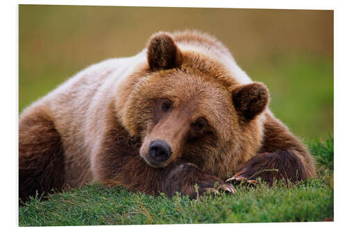 Tableau en PVC Ours brun couché