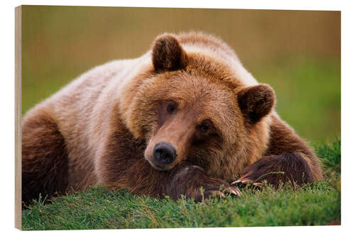 Wood print Lying brown bear