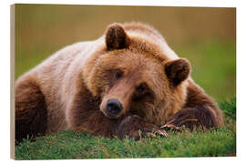 Trebilde Lying brown bear