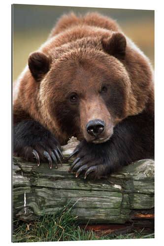 Quadro em plexi-alumínio Brown Bear snoozing on