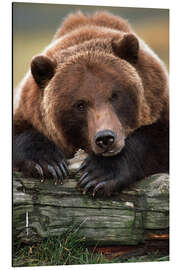 Magnettafel Braunbär ruht