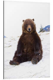 Aluminium print Grizzly sitting in the snow