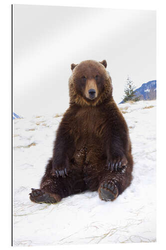 Gallery print Grizzly sitting in the snow