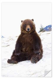 Vinilo para la pared Grizzly sitting in the snow