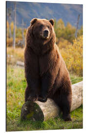 Aluminium print Relaxed brown bear