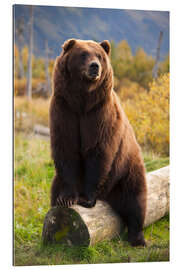 Galleriprint Relaxed brown bear