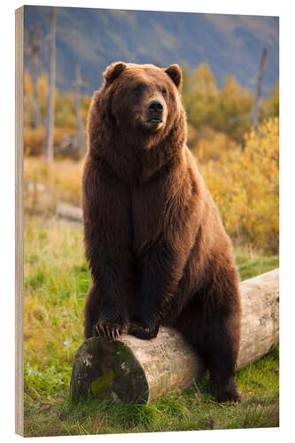 Wood print Relaxed brown bear