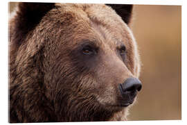 Acrylglasbild Portrait vom Grizzlybär