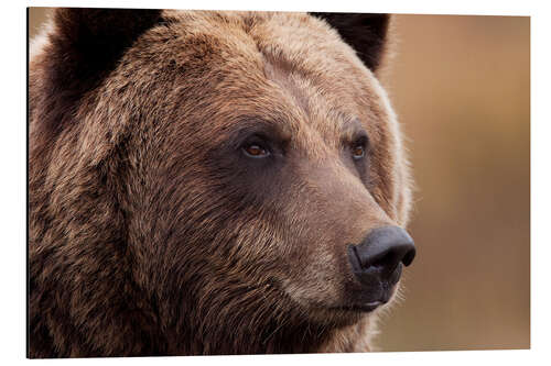 Aluminium print Portrait of Grizzly Bear