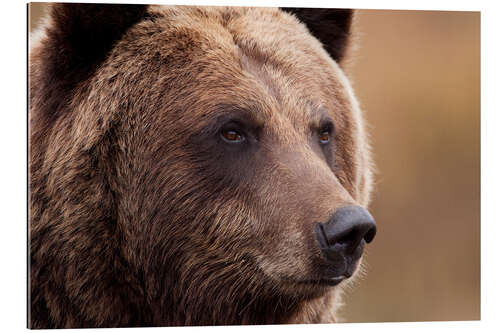 Quadro em plexi-alumínio Portrait of Grizzly Bear