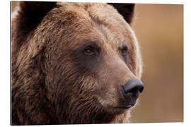 Tableau en plexi-alu Portrait du grizzly