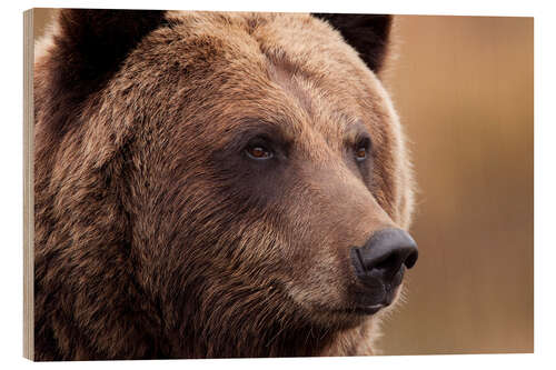 Wood print Portrait of Grizzly Bear