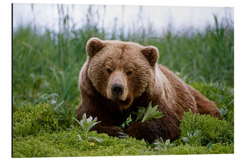 Aluminium print Brown bear in the grass