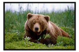 Gerahmter Kunstdruck Braunbär im Gras