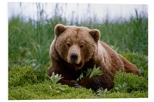 Tableau en PVC Brown bear in the grass