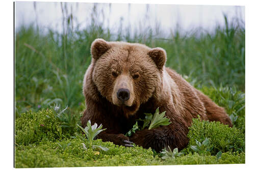 Quadro em plexi-alumínio Brown bear in the grass