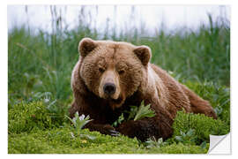 Sisustustarra Brown bear in the grass