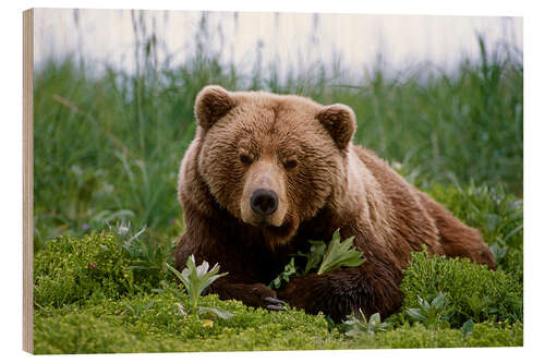 Wood print Brown bear in the grass