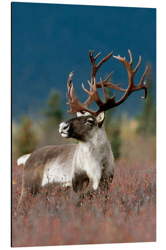 Tableau en aluminium Portrait d'un caribou