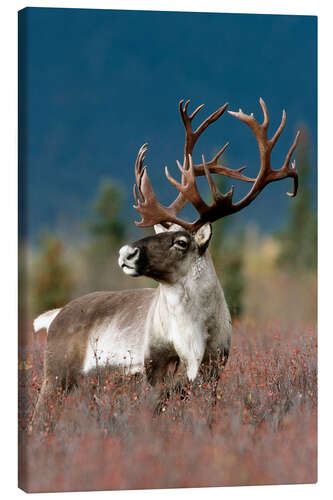 Canvastavla Portrait of a Caribou