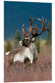 Foam board print Portrait of a Caribou