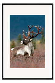 Gerahmter Kunstdruck Portrait eines Karibou