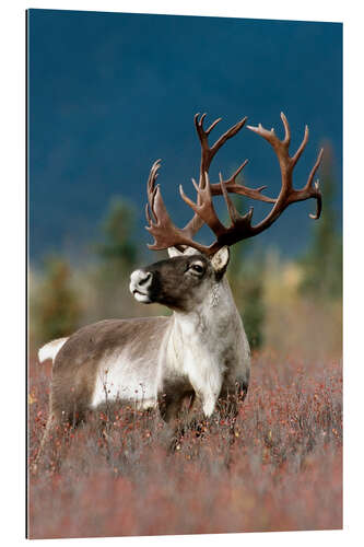 Cuadro de plexi-alu Portrait of a Caribou