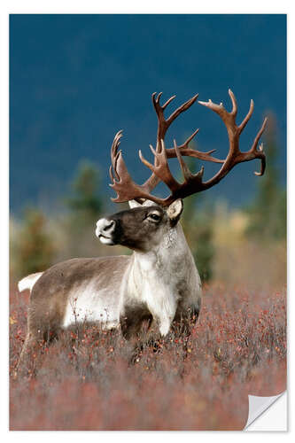 Wall sticker Portrait of a Caribou