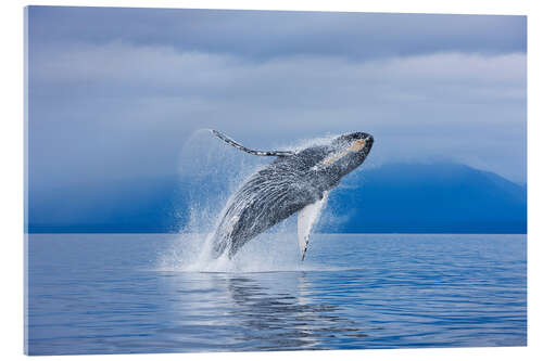 Acrylic print Humpback whales off Iceland Chichagof