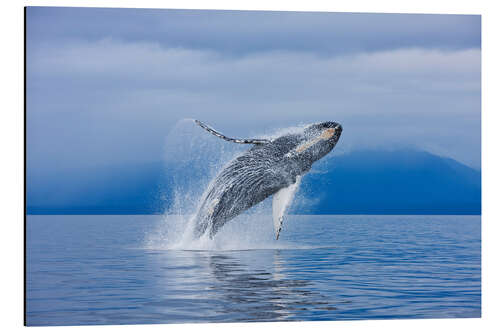 Aluminium print Humpback whales off Iceland Chichagof