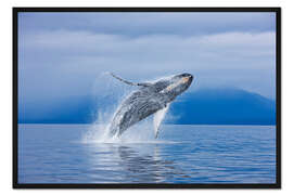 Gerahmter Kunstdruck Buckelwale vor Chichagof Island