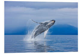 Foam board print Humpback whales off Iceland Chichagof