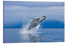 Magnettafel Buckelwale vor Chichagof Island