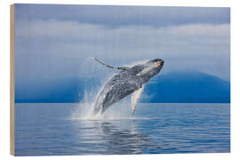 Wood print Humpback whales off Iceland Chichagof