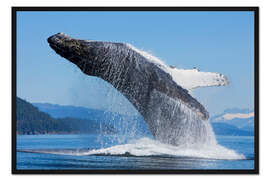 Gerahmter Kunstdruck Springender Buckelwal