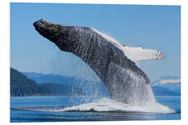 Foam board print Jumping Humpback Whale