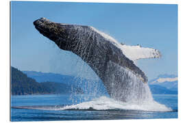 Tableau en plexi-alu Baleine à bosse sautant hors de l&#039;eau