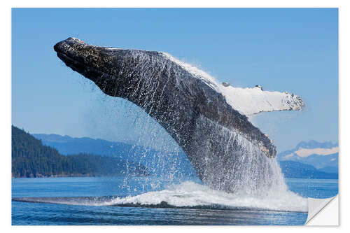 Sisustustarra Jumping Humpback Whale