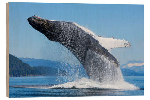 Wood print Jumping Humpback Whale