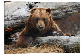 Aluminium print Brown bear in Alaska