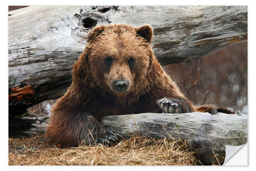 Naklejka na ścianę Brown bear in Alaska