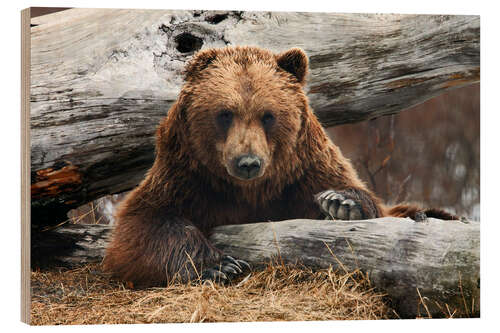 Wood print Brown bear in Alaska